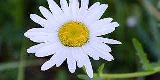 Автоимпорт